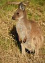 Brown Kangaroo on Green Grass