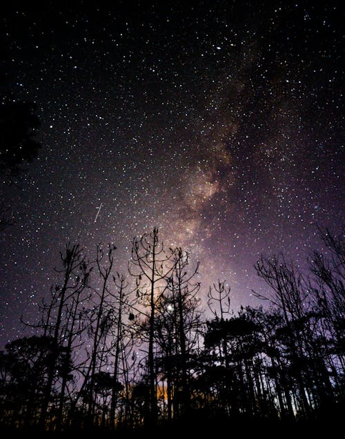 Δωρεάν στοκ φωτογραφιών με αστέρια, δέντρα, έναστρος ουρανός Φωτογραφία από στοκ φωτογραφιών