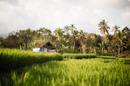 Free Brown Wooden Hut on Rice Field Stock Photo