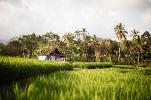Free Peaceful rural landscape featuring lush green rice fields and a quaint hut. Stock Photo