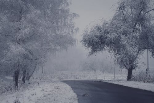 Δωρεάν στοκ φωτογραφιών με δέντρα, καιρός, κρύο