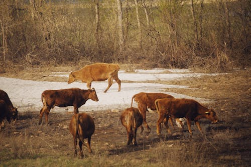 Herd of Brown Cows on Brown Grass Field