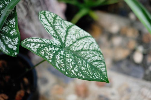 Green Leaf in Close-up Photography