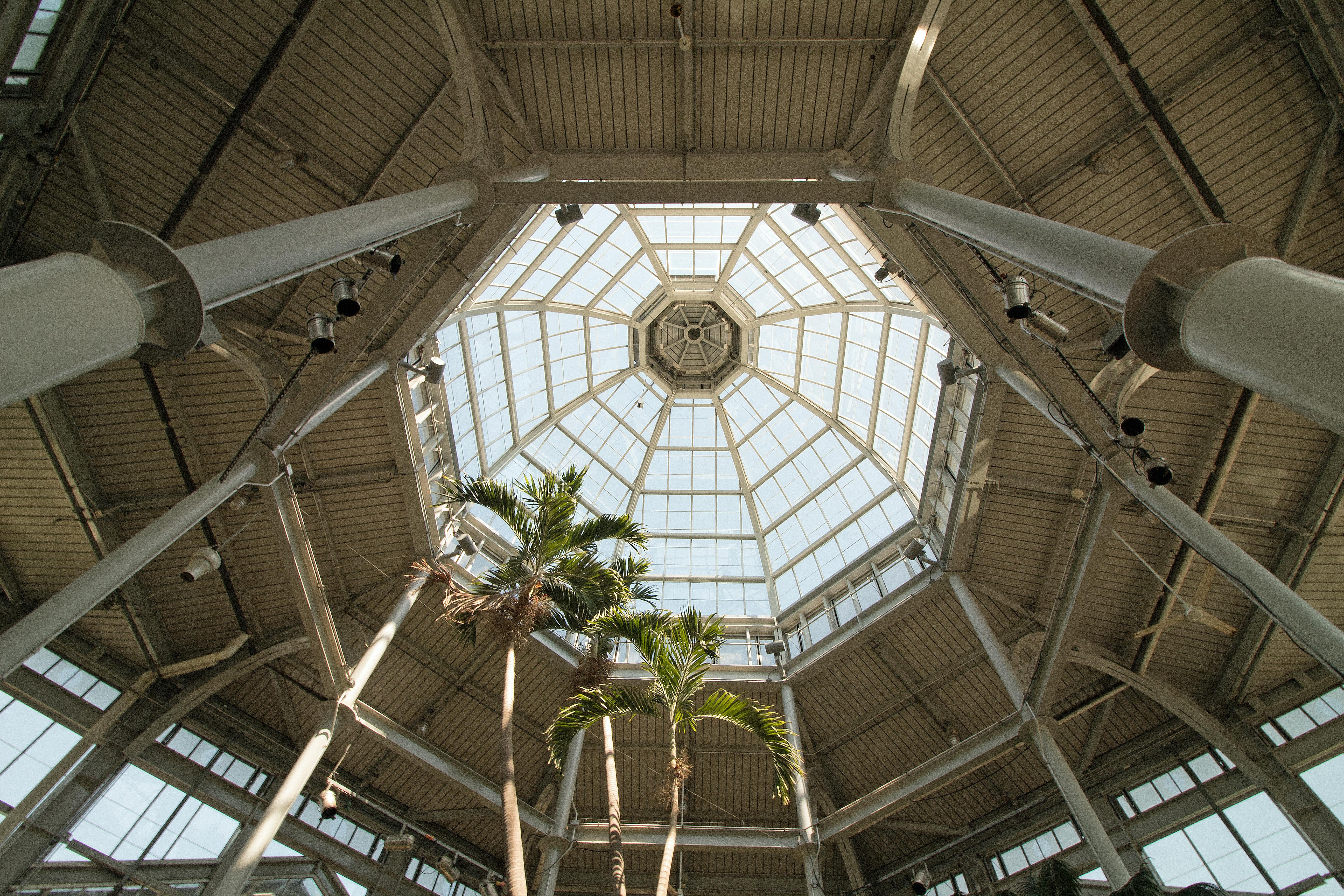 Intricate glass ceiling structure in a greenhouse showcasing modern architecture with tall palm trees.