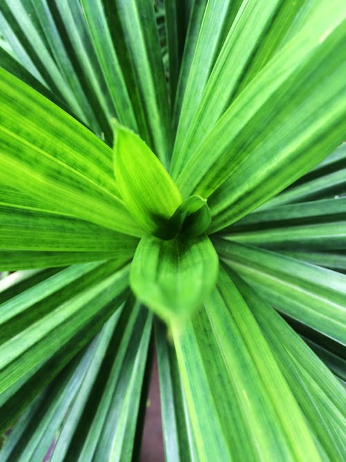Free stock photo of green, pandan, plant