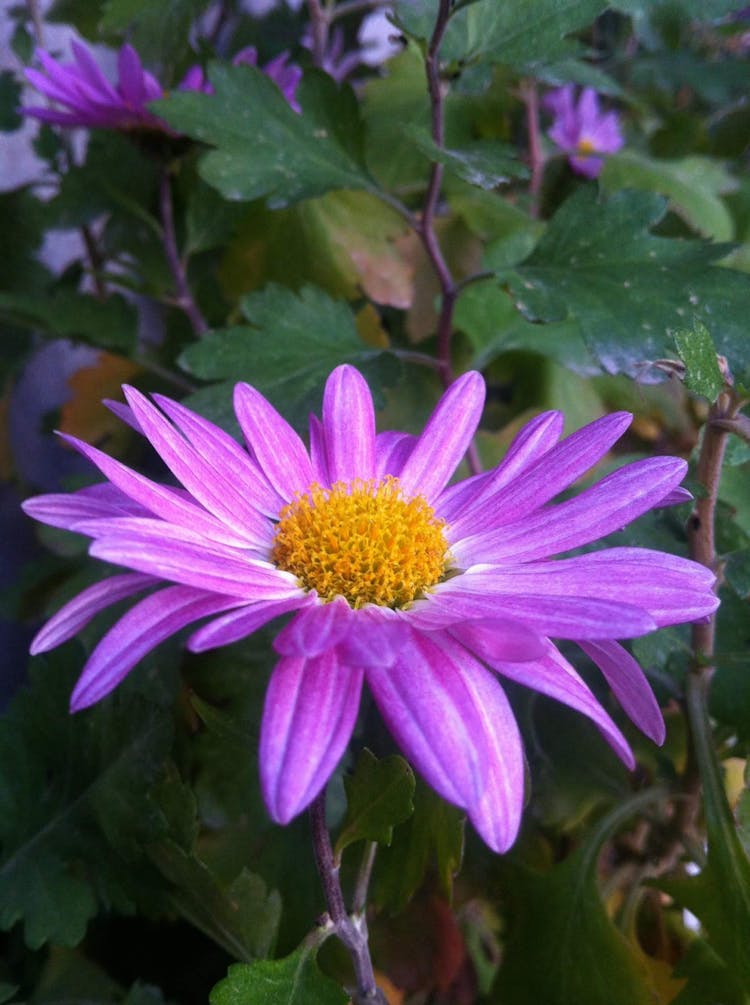 Purple Petaled Flower