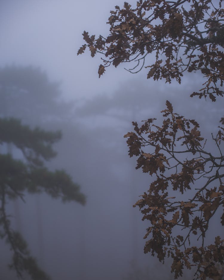 Oak Branches And Park In Mist