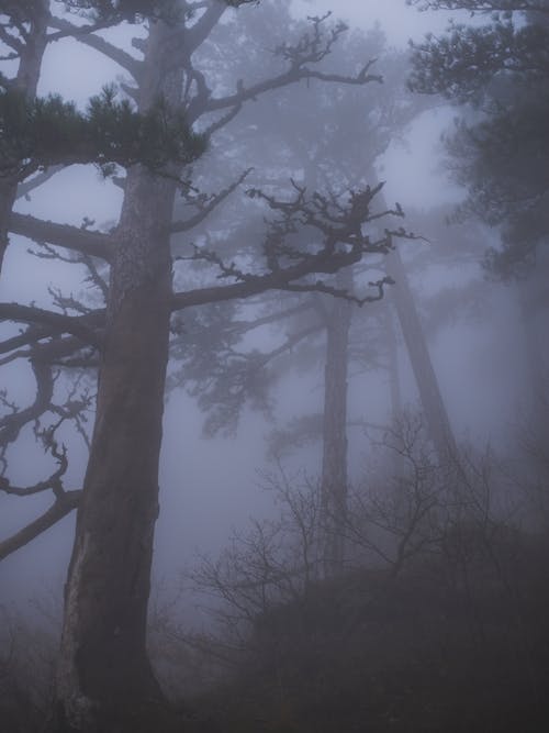 Trees in the Woods During Foggy Morning