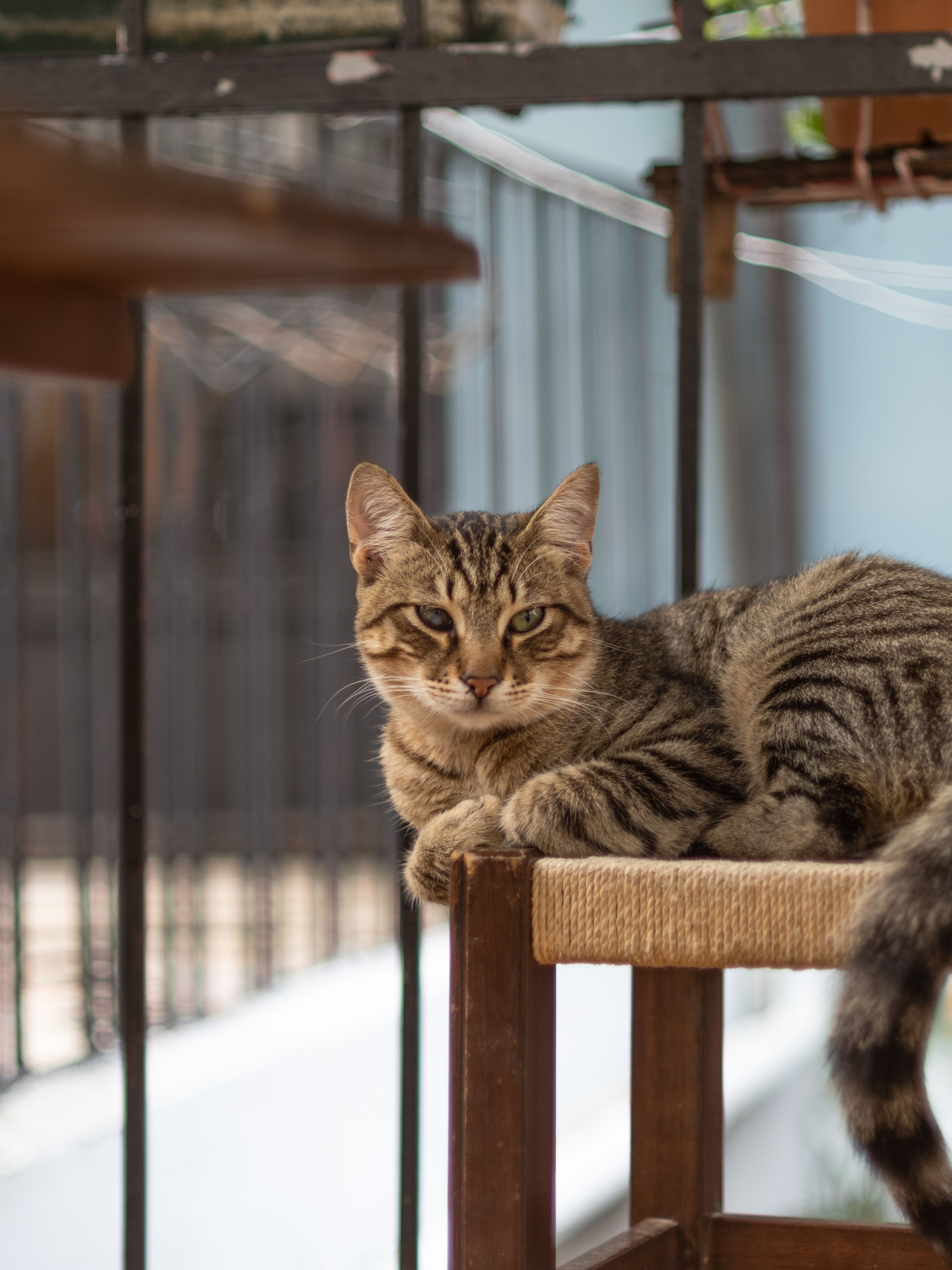 Gray Tabby Cat on Black Fabric Padded Seat · Free Stock Photo
