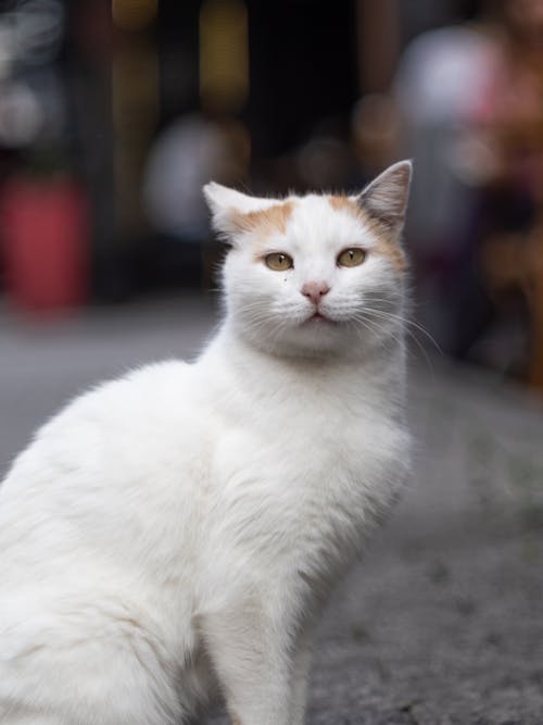 Foto d'estoc gratuïta de adorable, animal, assegut