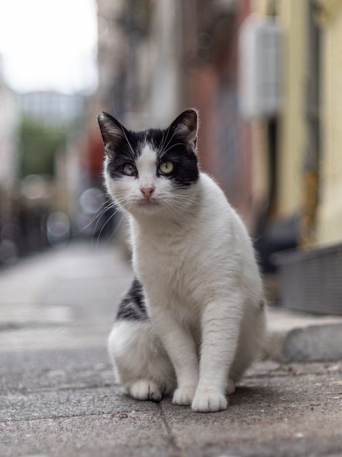 Free Portrait of a black and white cat with heterochromia sitting in an urban alleyway. Stock Photo