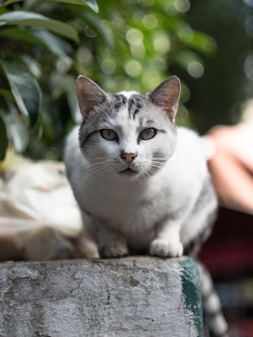 White and Gray Cat on Concrete Fence