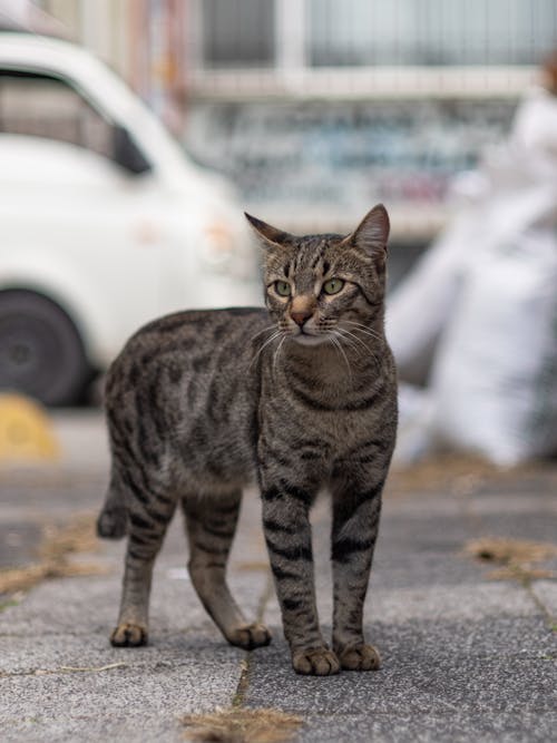 Ingyenes stockfotó állat, állatfotók, cirmos cica témában