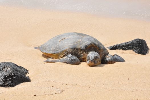 Green sea turtle laying on a sunny sandy beach surrounded by black rocks.
