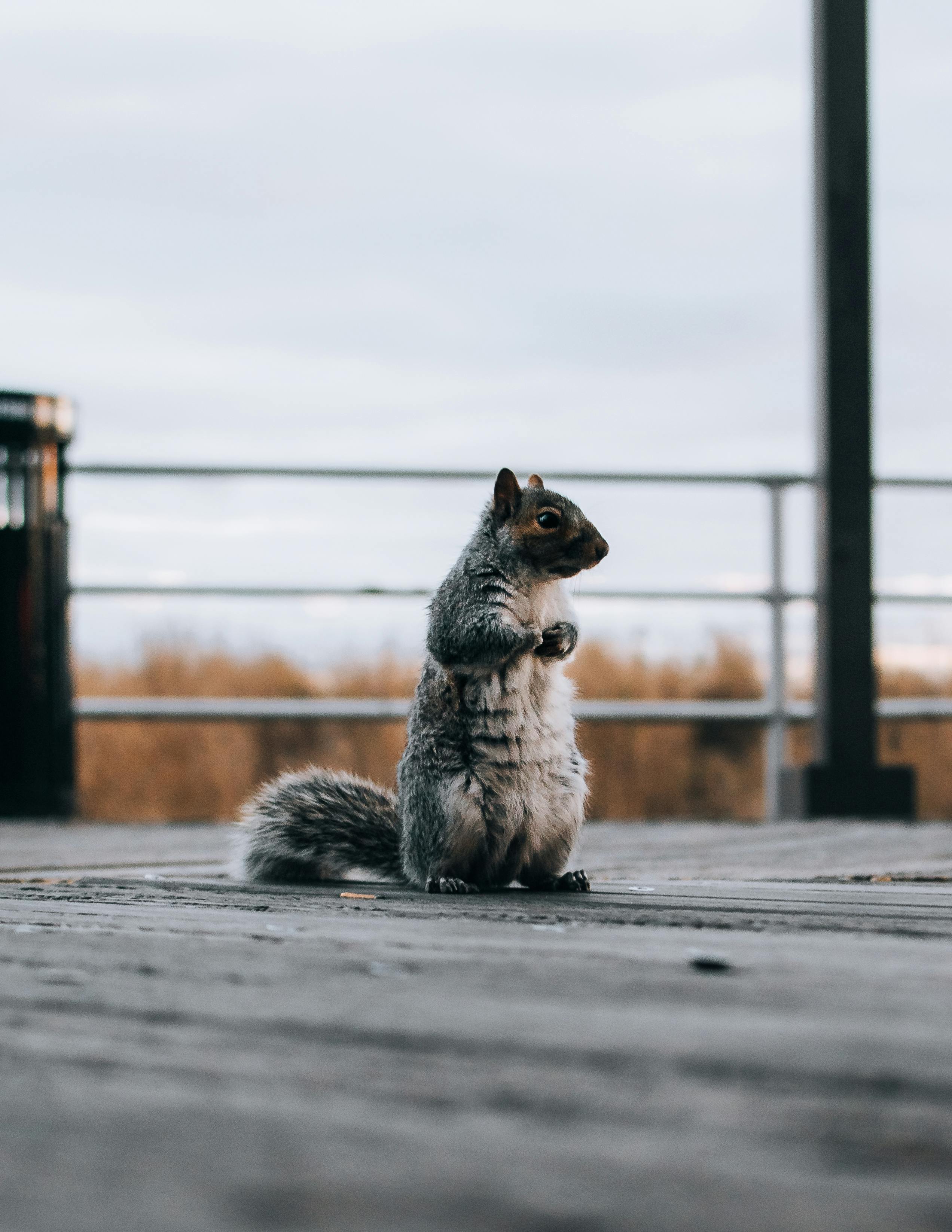 A Shot of Squirrel on Wooden Decking · Free Stock Photo