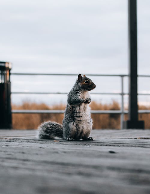A Shot of Squirrel on Wooden Decking