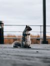 A Shot of Squirrel on Wooden Decking