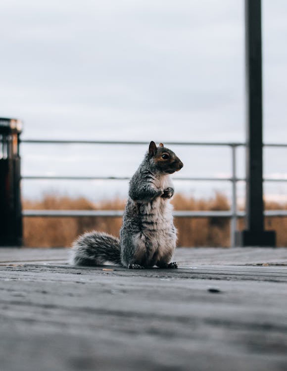 Free A Shot of Squirrel on Wooden Decking Stock Photo