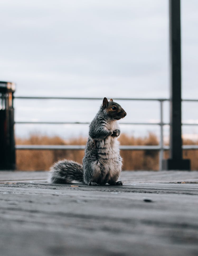 A Shot Of Squirrel On Wooden Decking