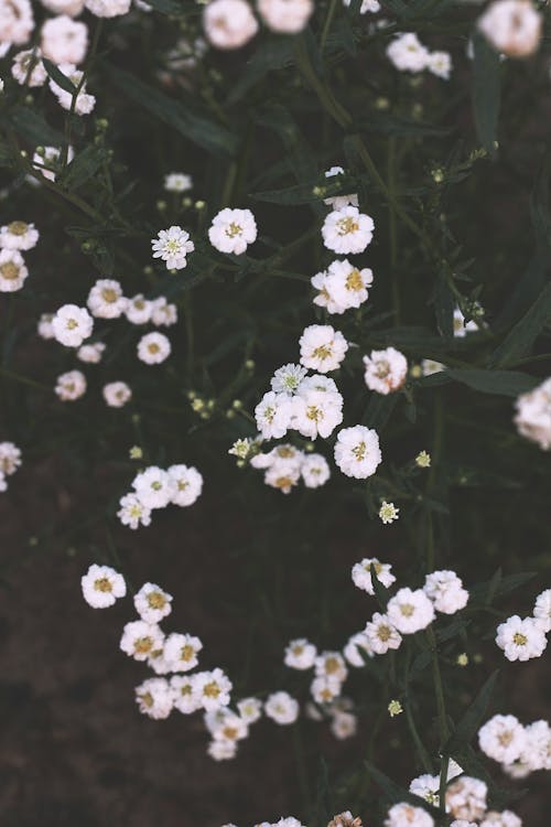 Imagine de stoc gratuită din anotimp, delicat, flori albe