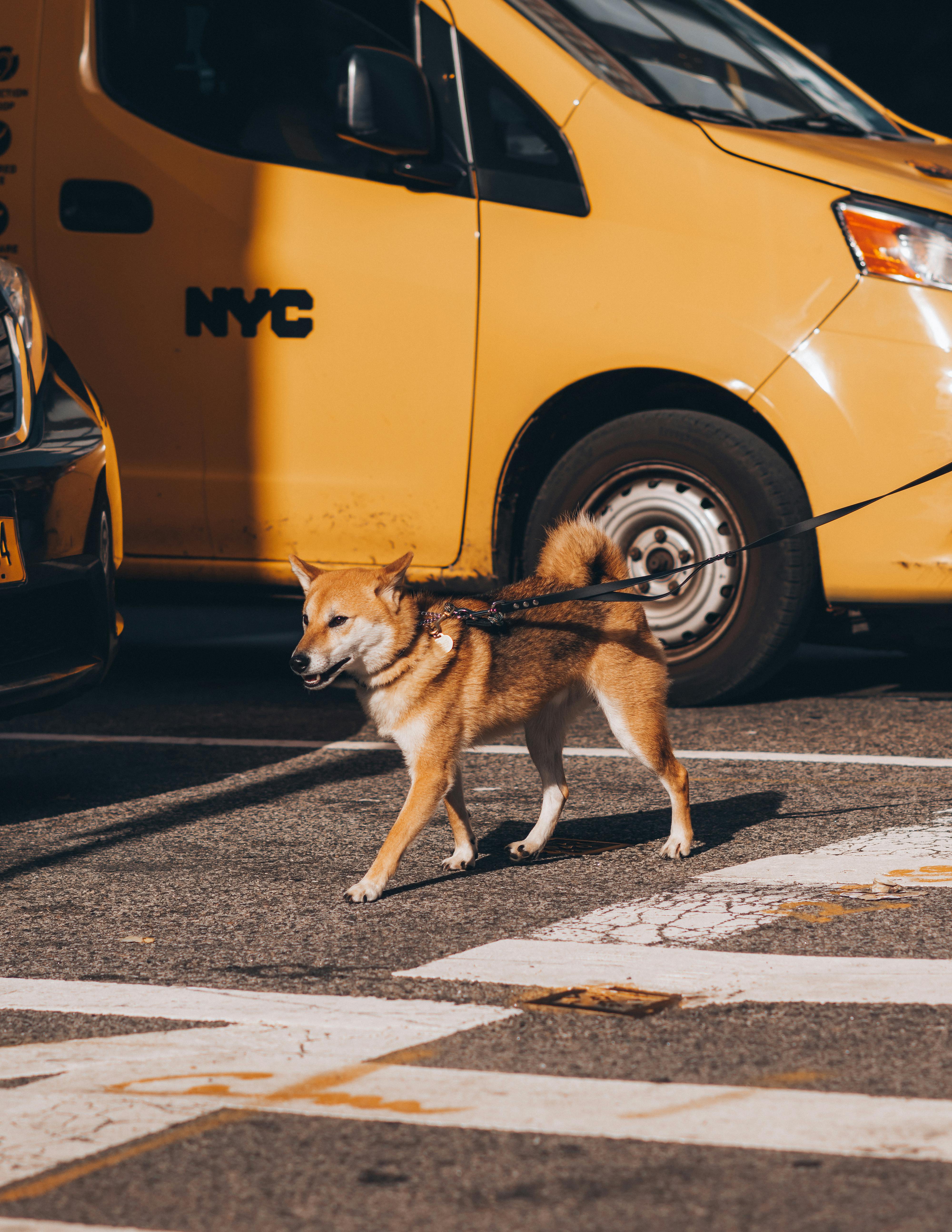 A Shiba Inu dog walking on a street corner beside an NYC yellow taxi.