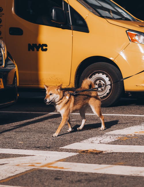 Brown Dog Walking Near Yellow Car