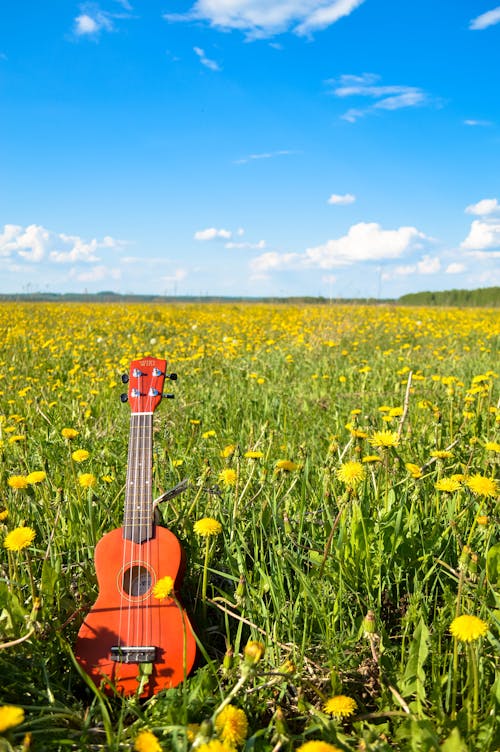 çiçek, gitar, gökyüzü içeren Ücretsiz stok fotoğraf