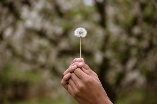 Free Close-up of hands holding a dandelion outdoors, symbolizing hope and nature. Stock Photo