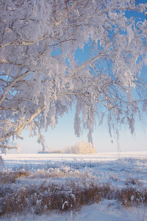 Snow-Covered Tree in Winter