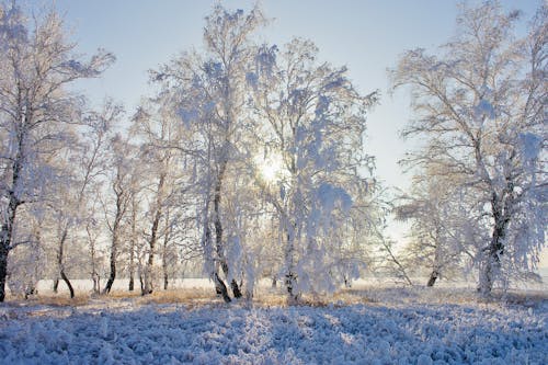 Безкоштовне стокове фото на тему «дерева, заморожений, застуда» стокове фото