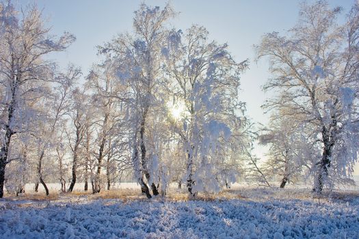 Beautiful winter landscape showcasing frosted trees with sunlight filtering through.