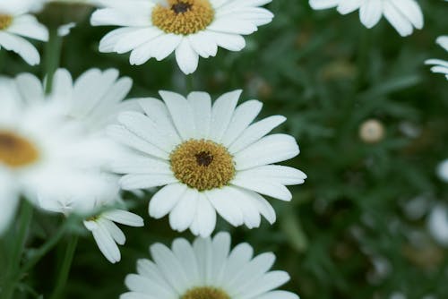 Základová fotografie zdarma na téma detail, flóra, heřmánek