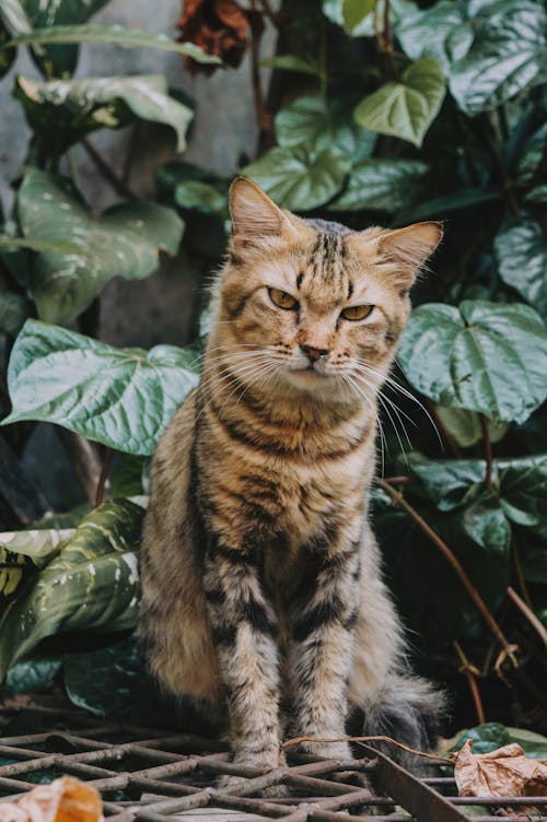 Close-Up Shot of a Tabby Cat 