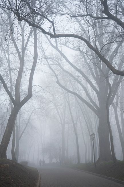 Foggy park pathway lined with leafless trees creating a mysterious and serene atmosphere.