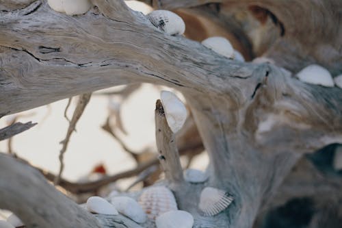 Photo of Seashells on Driftwood