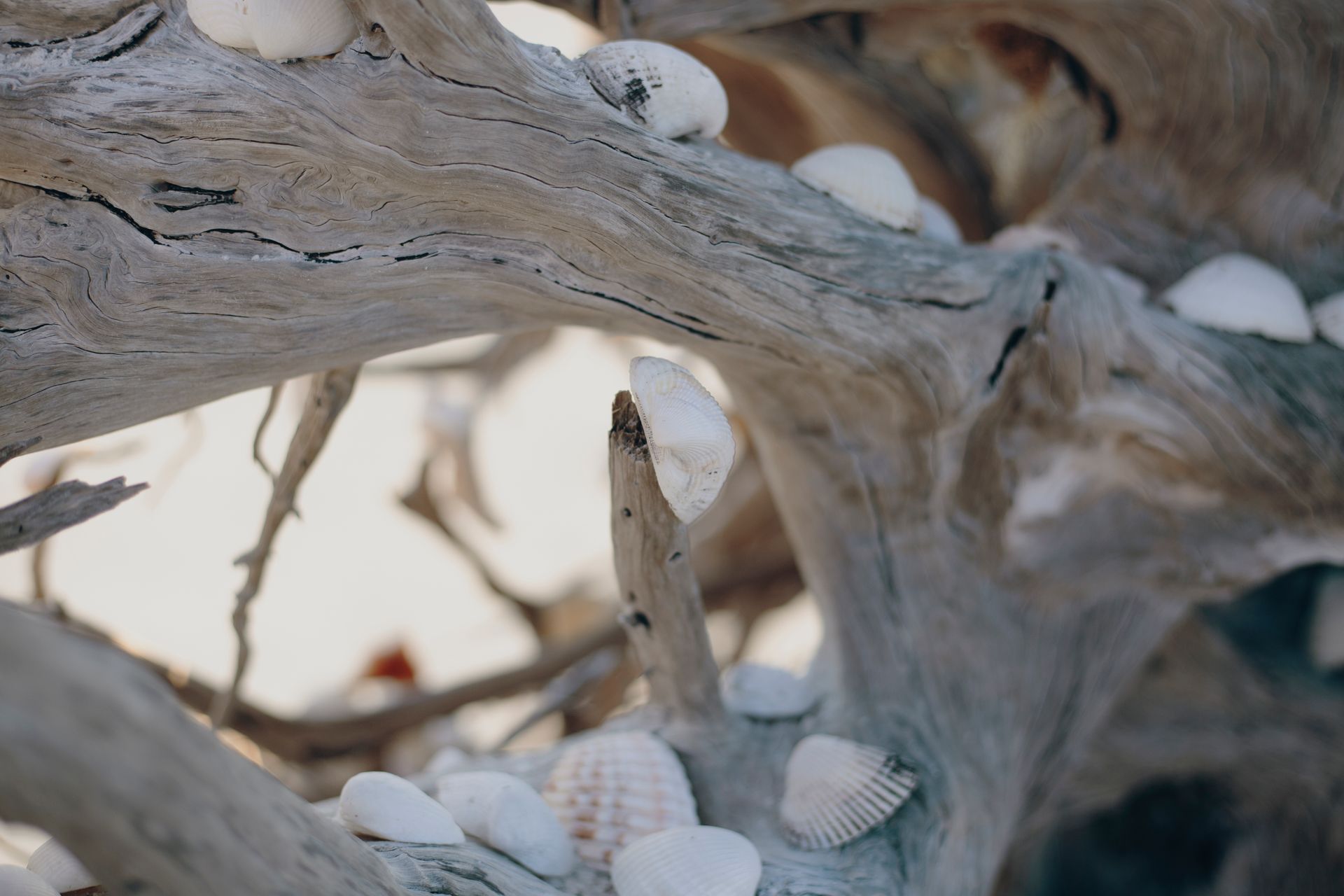Detailed view of seashells resting on a weathered driftwood branch on a beach.