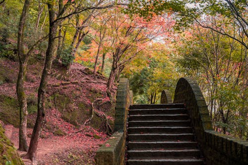 Free Stairs on Trail in Forest Stock Photo