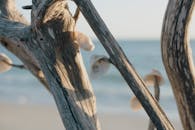 阳光明媚的海滩上，挂在浮木上的贝壳特写