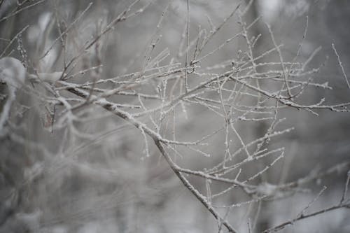 Kostnadsfri bild av bladlösa, frost, grenar