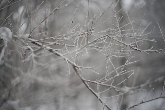 Branches Covered in Snow 