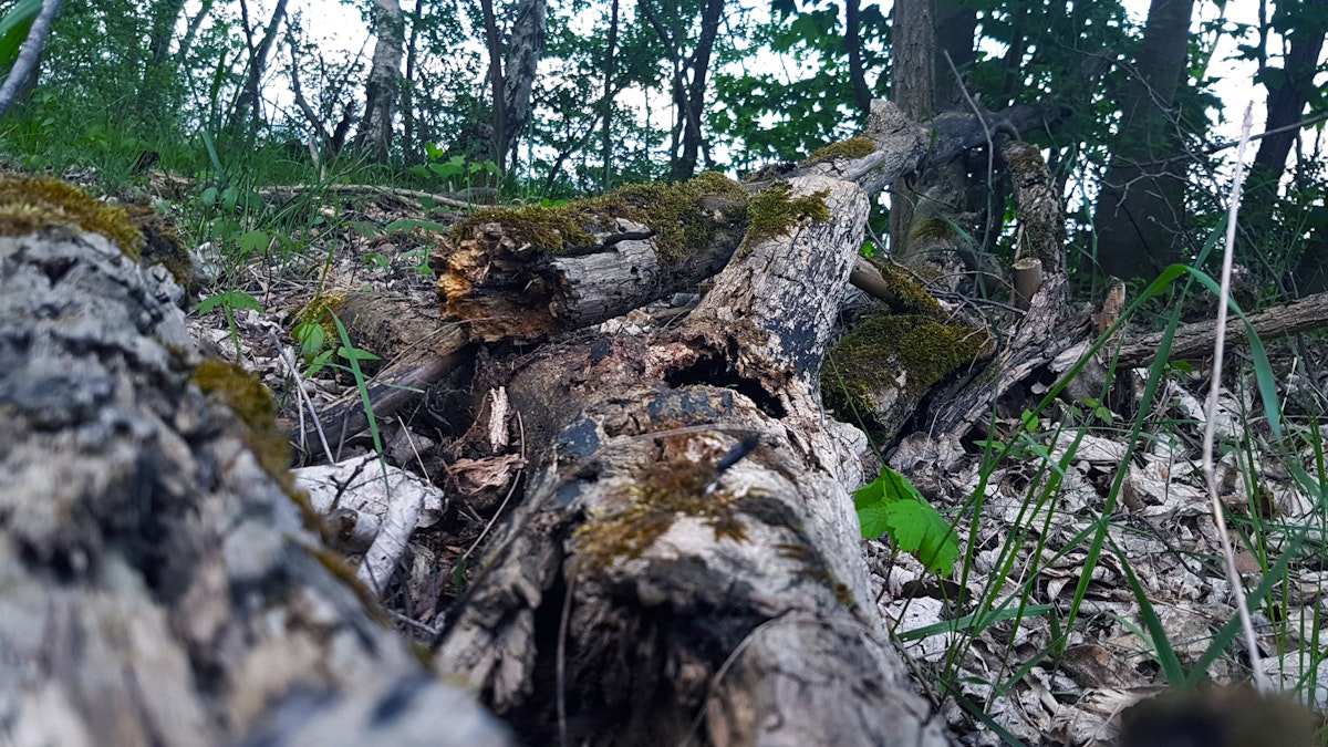 Vacuuming car interior