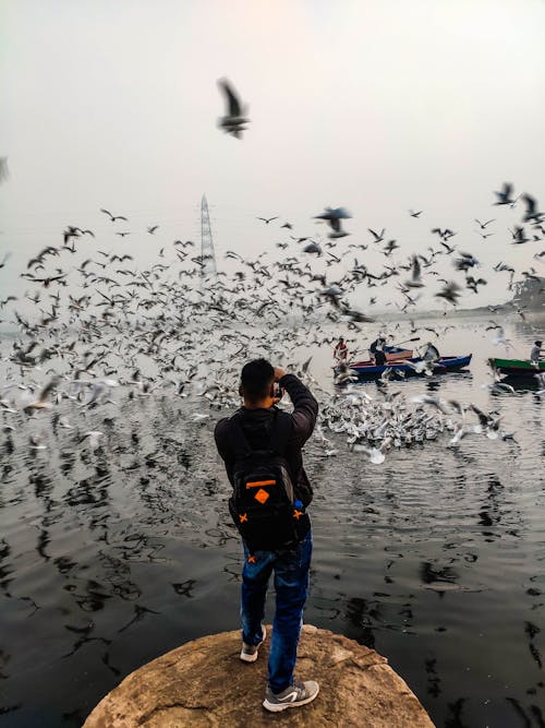 Free Photo of a Man Taking a Picture of Flying Birds Stock Photo