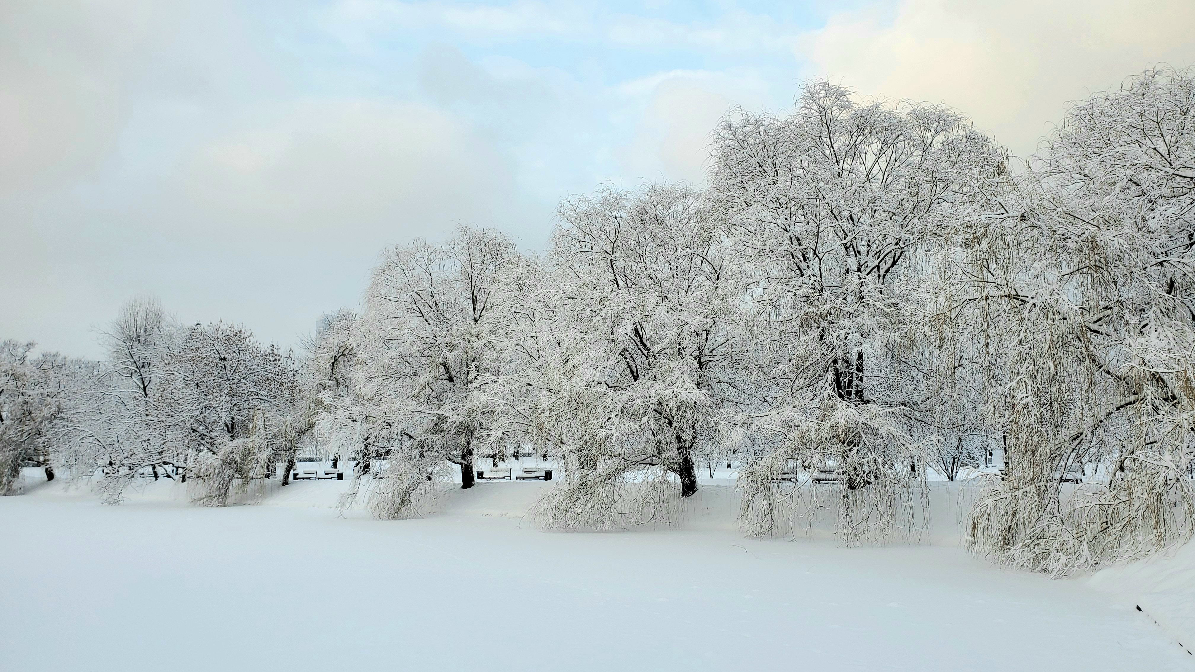 Snow Covered Ground and Trees in the Park · Free Stock Photo