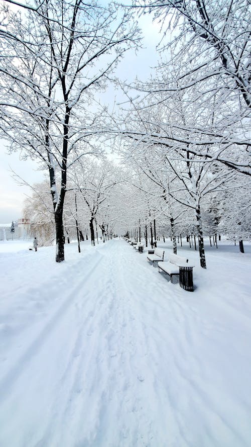 Free Snow Covered Ground with Trees and Wooden Benches Stock Photo