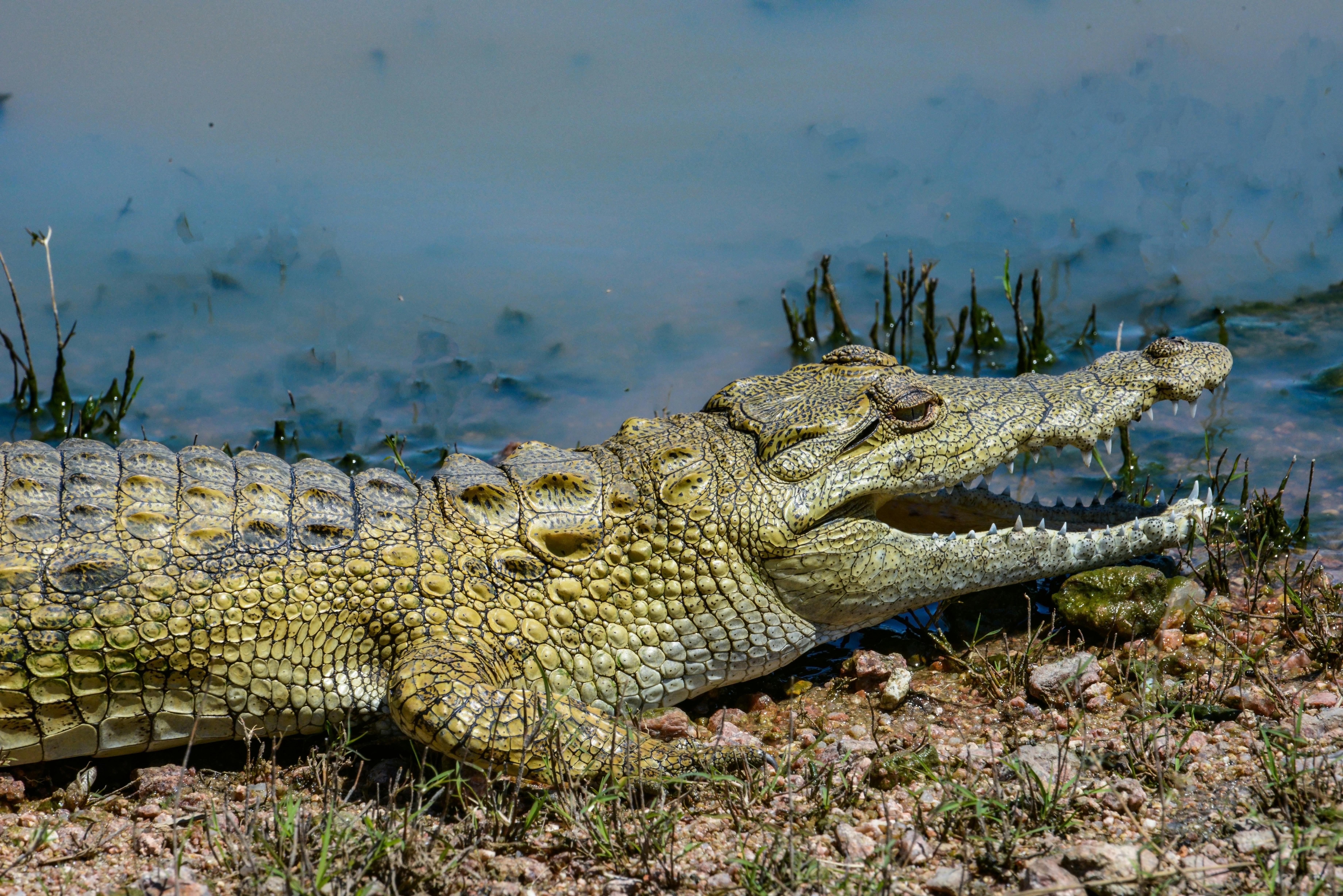 Brown Crocodile on Green Grass Field · Free Stock Photo