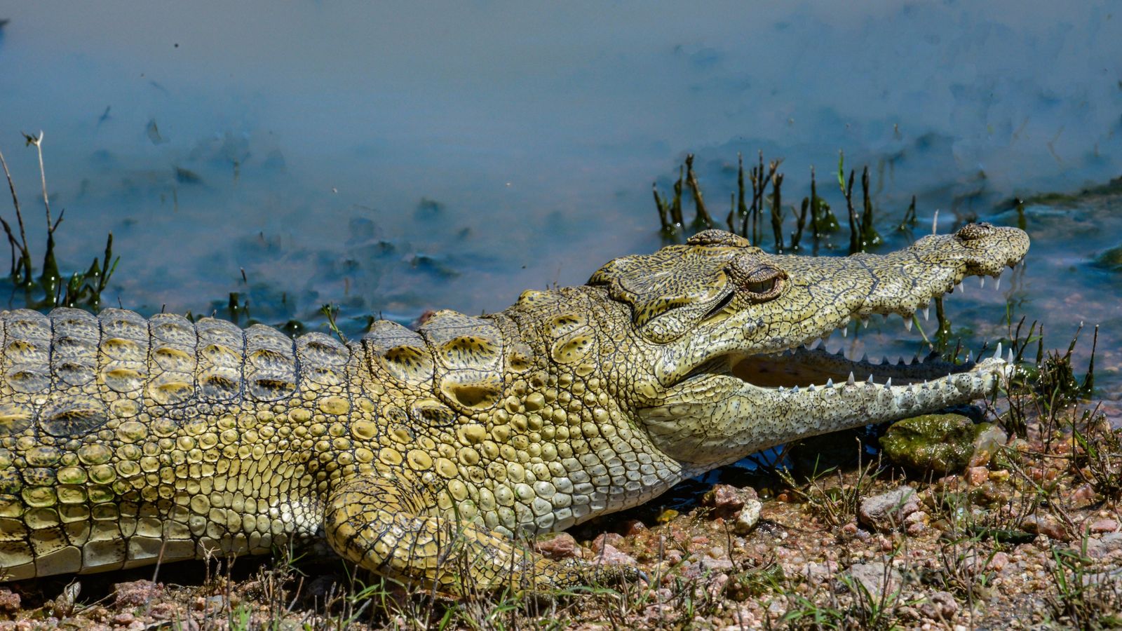 Brown crocodile on green grass field, South Sudan