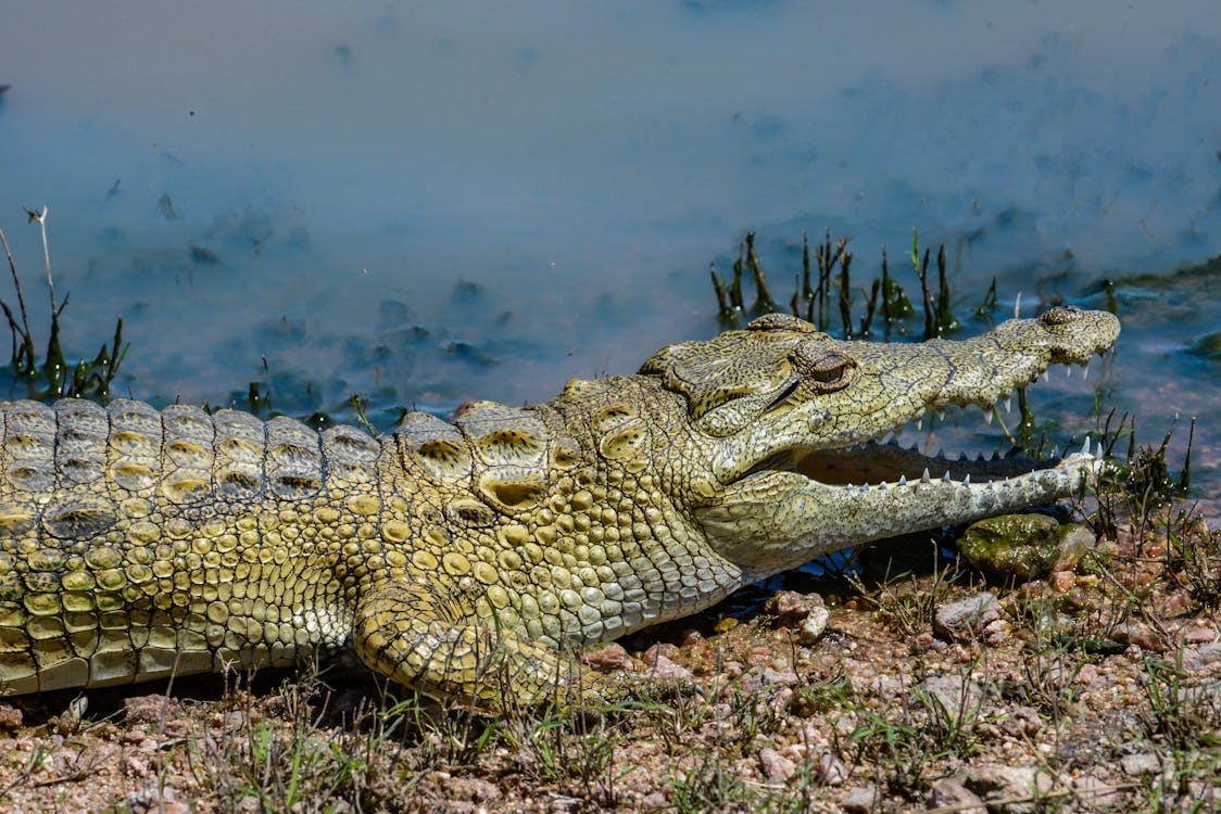 Brown Crocodile on Green Grass Field