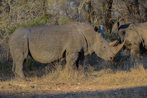 Photograph of a Rhinoceros with Horns on the Grass