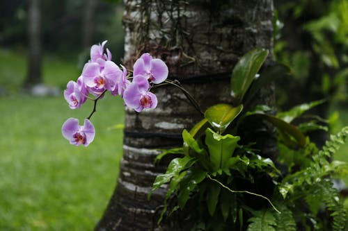 Fotobanka s bezplatnými fotkami na tému botanický, exotický, jemný