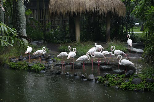 White Flamingos on Body of Water